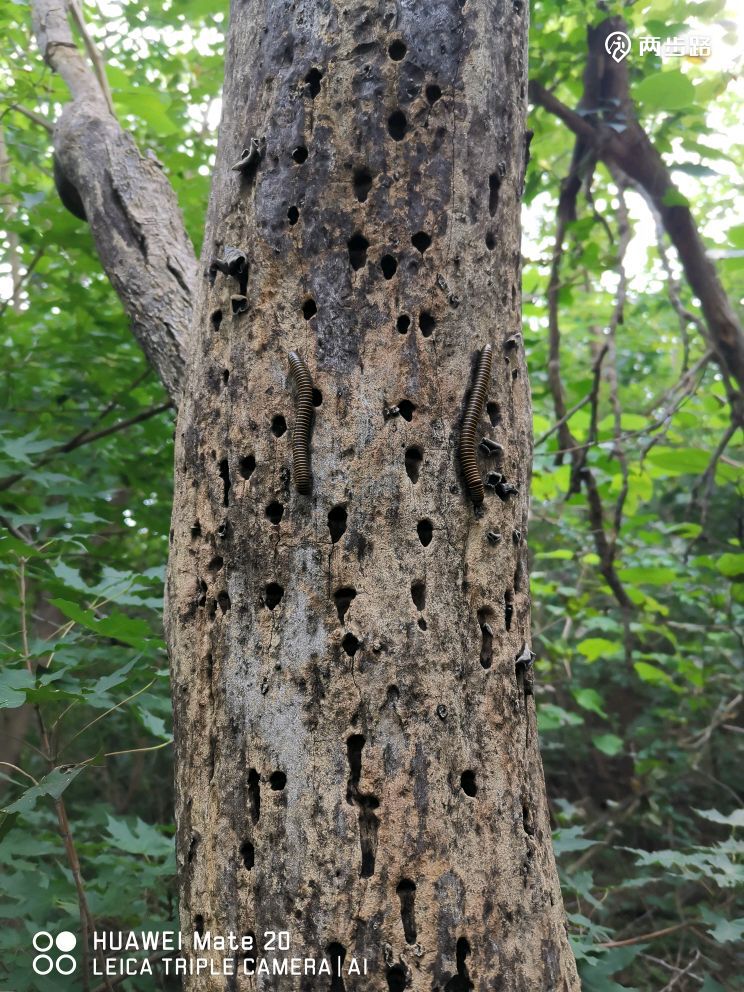 北京植物园西门,老望京,打鹰洼,好汉坡,塔后身