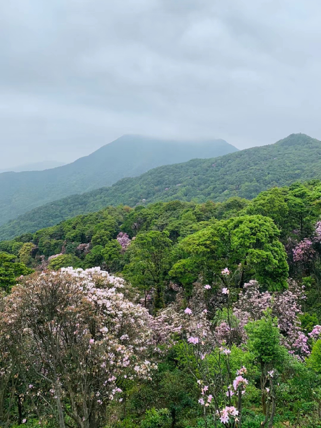 梧桐山小燕子崖爬树藤观花海