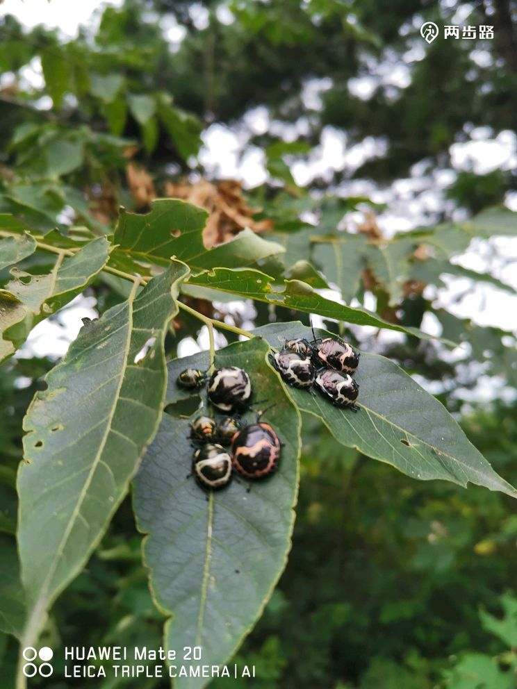 北京植物园西门,老望京,打鹰洼,好汉坡,塔后身