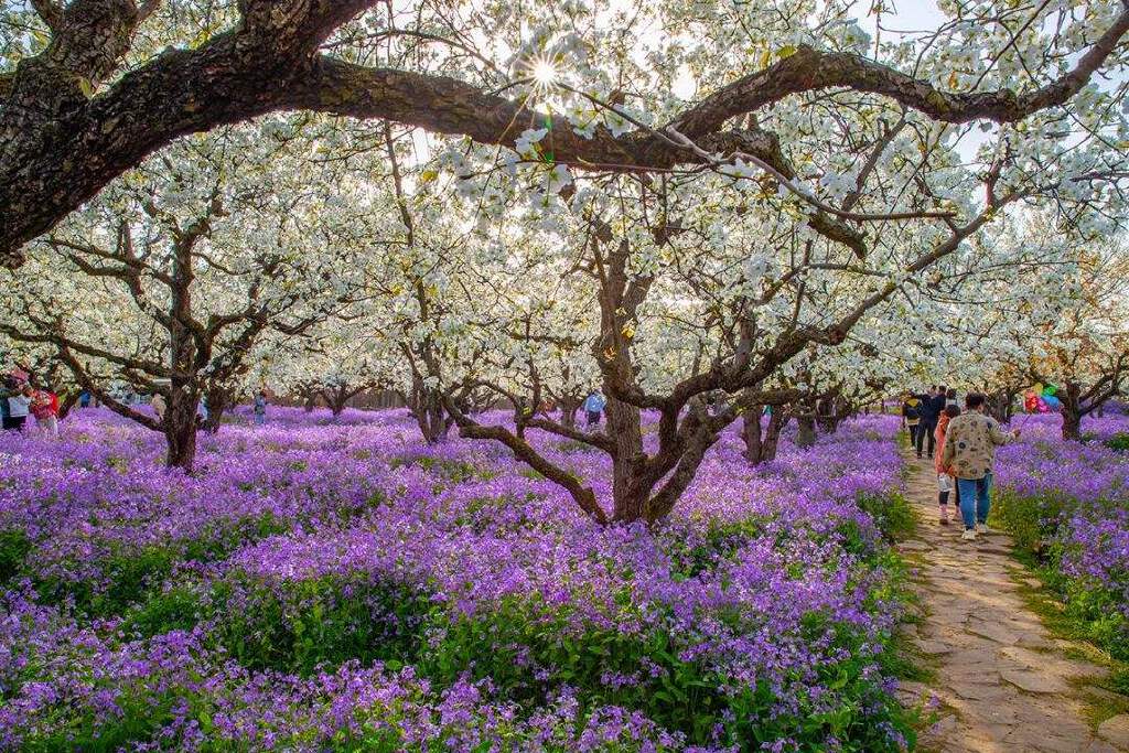 自由约伴2022年3月20号周日宿迁三台山梨兰会休闲摄影一日游