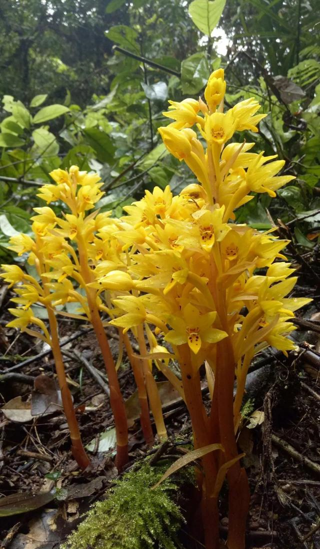 户外活动 | 【丹霞秘境】第 6 期— 无叶兰寻踪(满员) |户外运动|两步