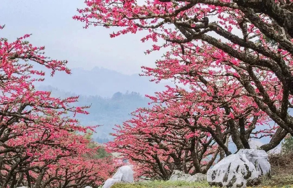 登石牙头看十里桃花林