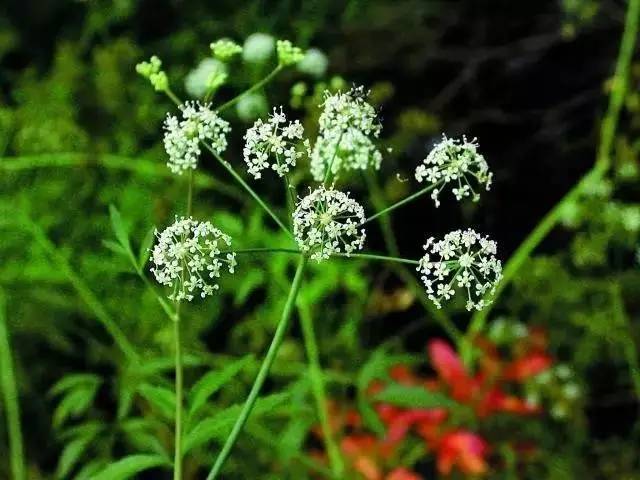 涨知识 户外常见的种有毒植物