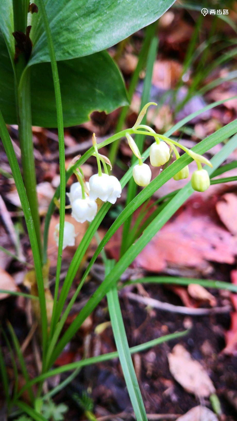 花型很像黄芦木,但看叶子好像不是.