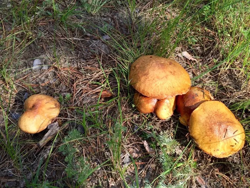 草地上是成片的蘑菇,这不是采蘑菇,是捡蘑菇.