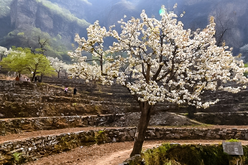 1日徒步梯田梨花谷雨时节赏大山深处梨花村