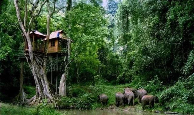 看驯象表演,百鸟园,蝴蝶园,树上旅馆,野象谷充满神秘,奇异,它那优美的