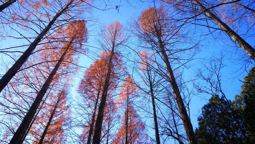 户外活动 | 香山植物园亲子徒步 |户外运动|两步路约