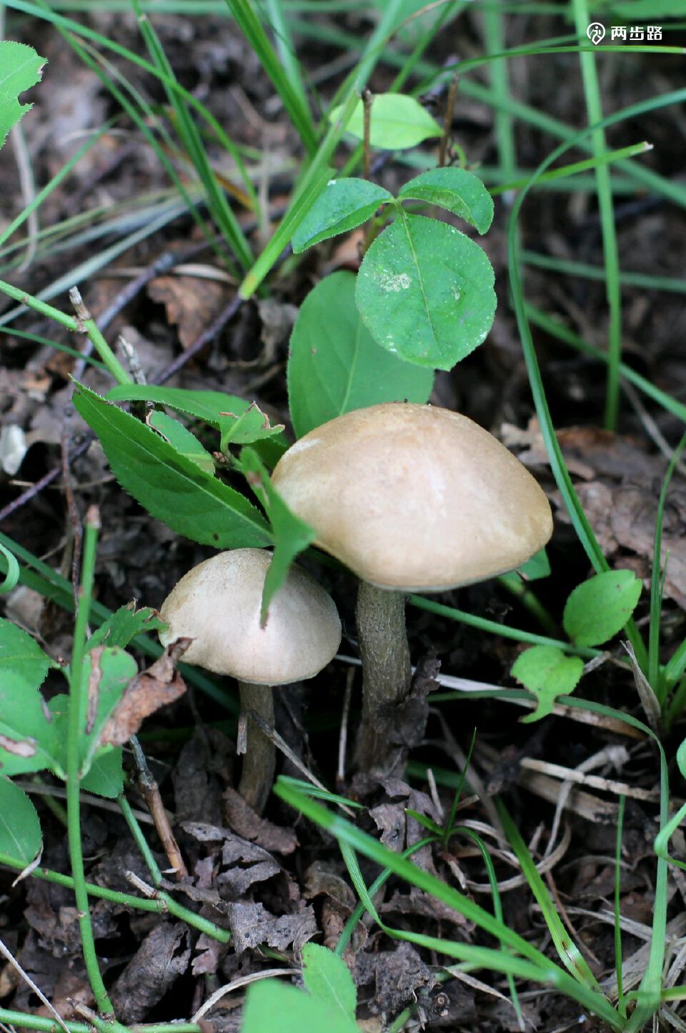 秋登杨木大顶采榛蘑