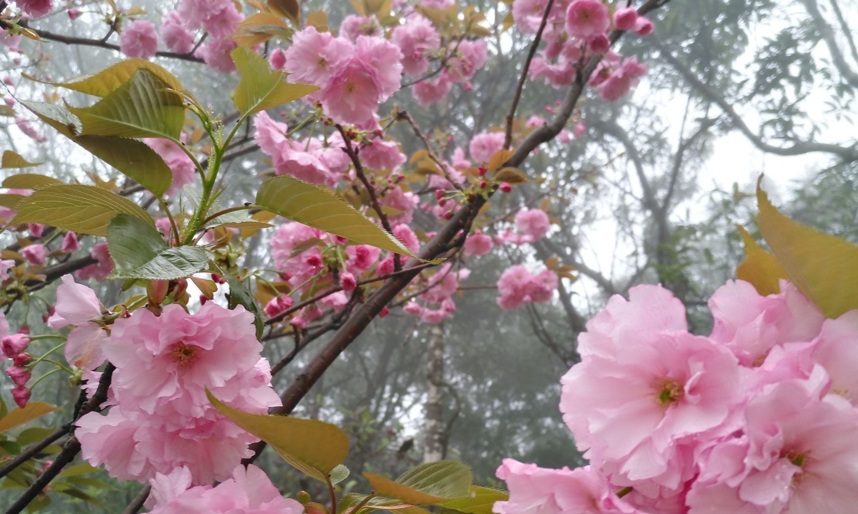 生如夏花 白卡莲银穿越记