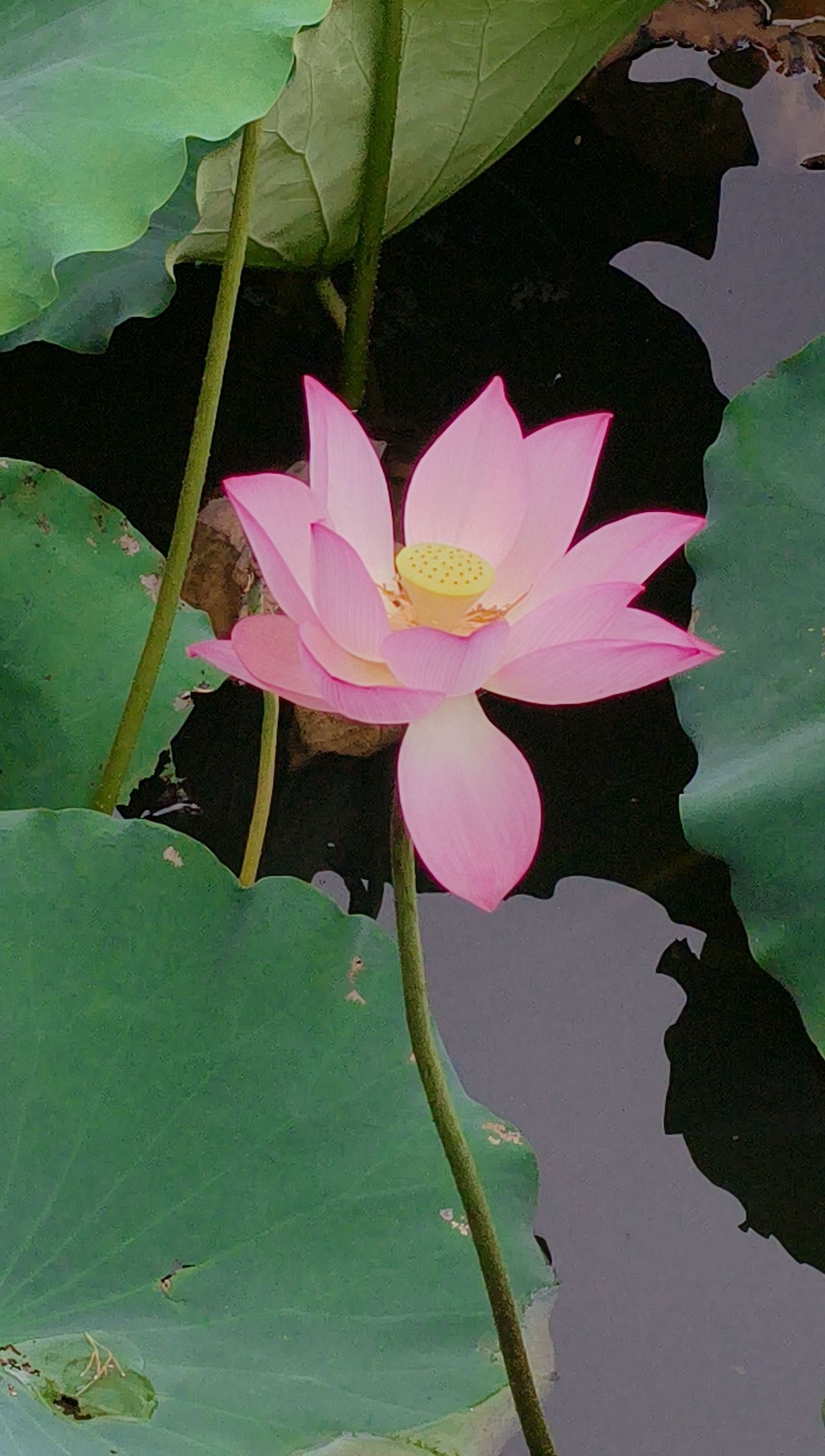 荷花2