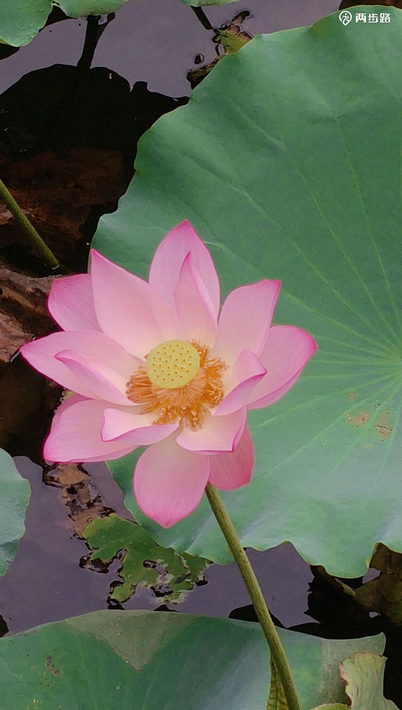 荷花1