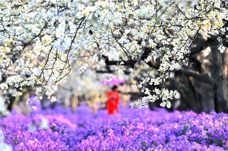 自由約伴2022年3月20號週日宿遷三臺山梨蘭會休閒攝影一日遊