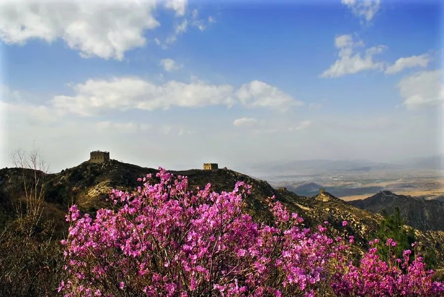 一日环穿河北涞源石窝长城插箭岭穿越赏杜鹃花
