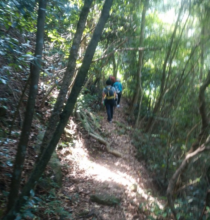 排牙山林间阳光道