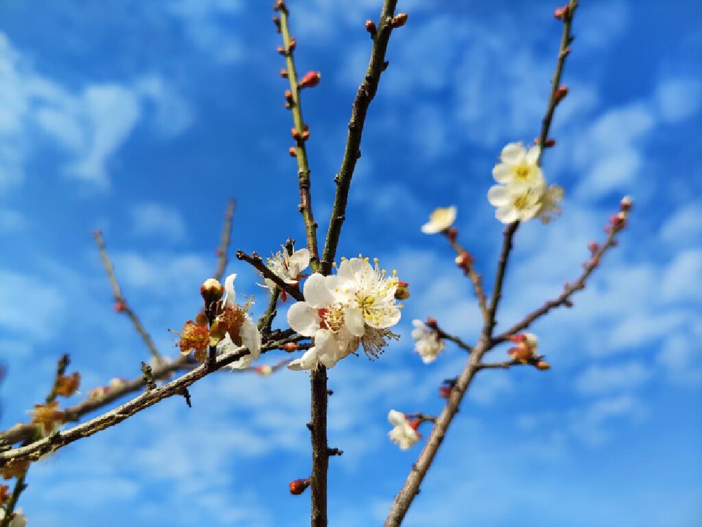 百人马峦山溯溪寻梅吃走地鸡