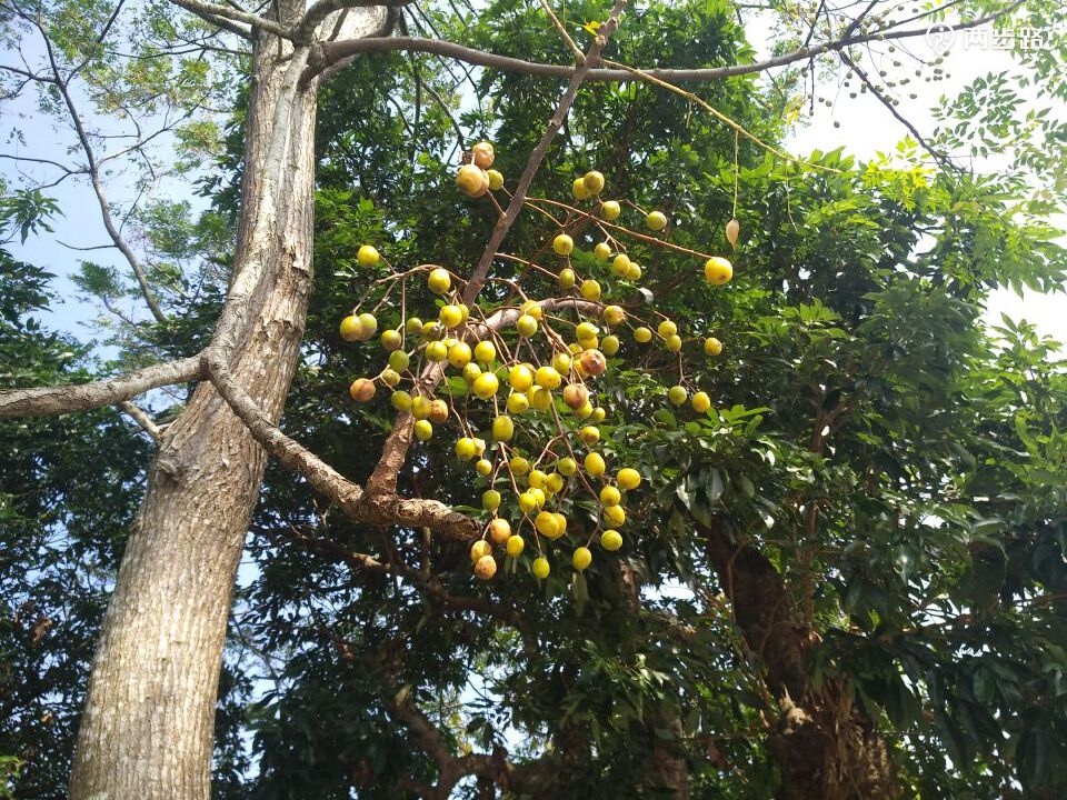 采风罗坑和睦,目力村