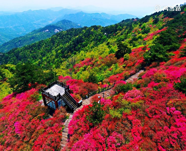 麻城龟峰山杜鹃观景台小梧桐石碑言归正传,回到小梧桐,继续观赏杜鹃花