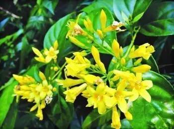 涨知识 户外常见的种有毒植物