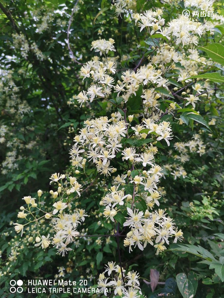 北京植物园西门,老望京,打鹰洼,好汉坡,塔后身