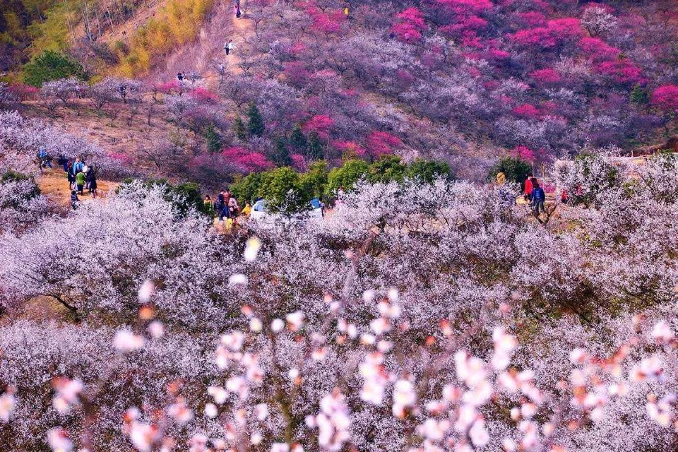 相约安吉梅花沟爬山徒步赏十里梅花开成海