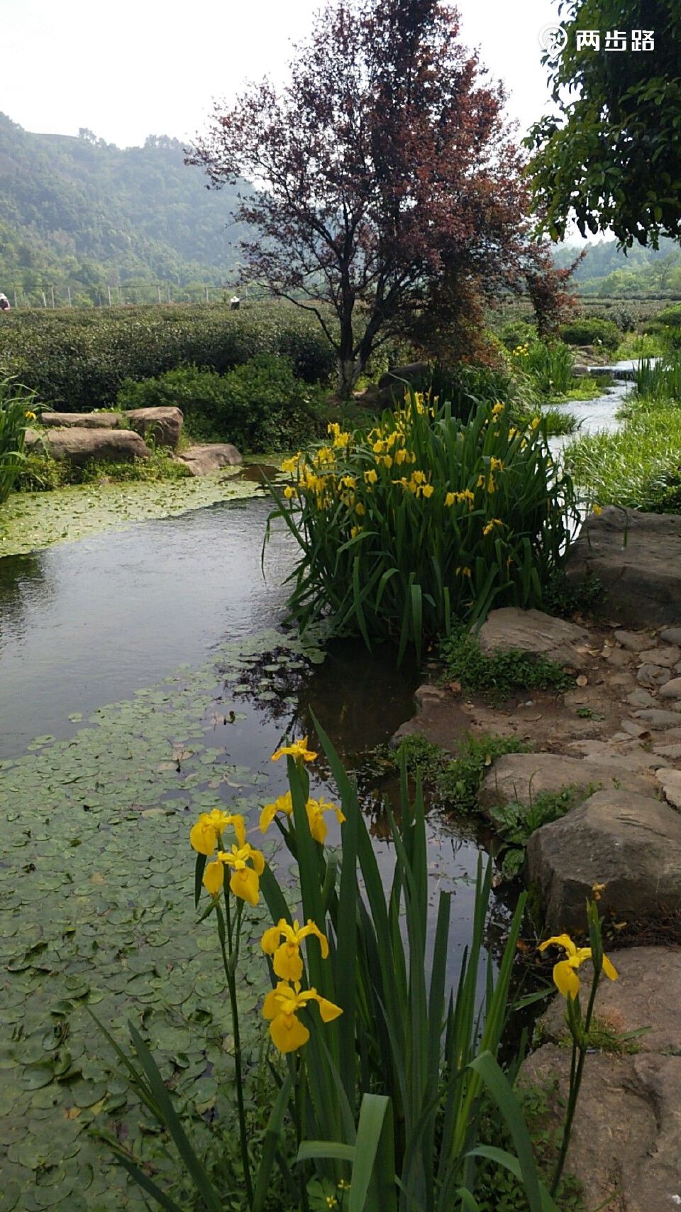 十个人十公里徒步登山,从珊瑚沙水库公交车站,经过九溪玫瑰园,翻五云