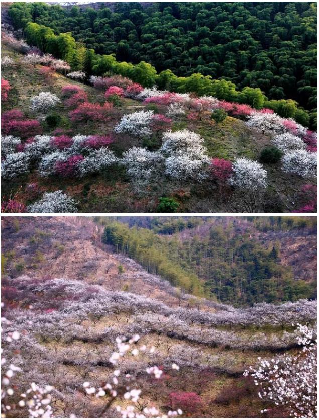 相约安吉梅花沟爬山徒步赏十里梅花开成海