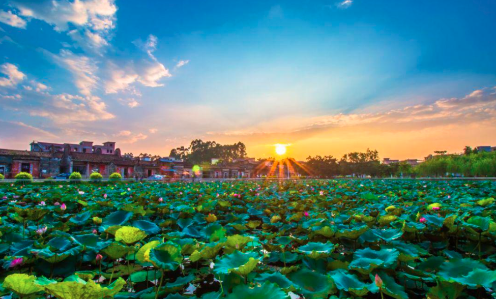 莲塘春色骑行赏荷花1978电影小镇记忆增城