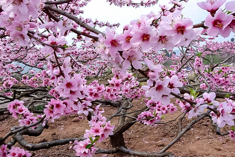 最美桃花图片(最美桃花图片下载竖屏壁纸)