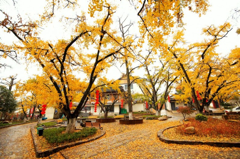 户外活动 | 11-12-长兴六八古道—古银杏十里长廊休闲徒步 |户外运动