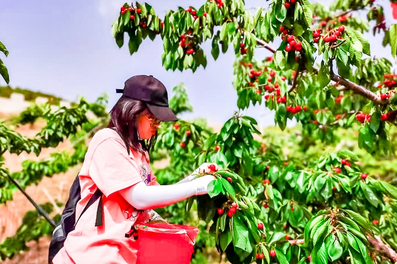 1日金海湖采摘樱桃熟了の船游北京千岛湖金海湖畔采摘樱桃平谷休闲1