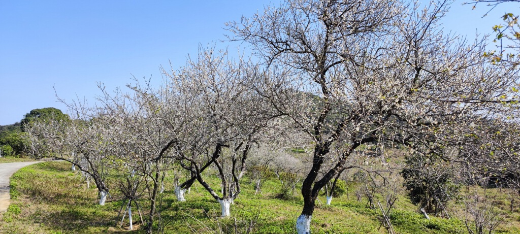户外活动 | 年初四,马峦山看梅花,海滨栈道拍照(人满) |户外运动|两步