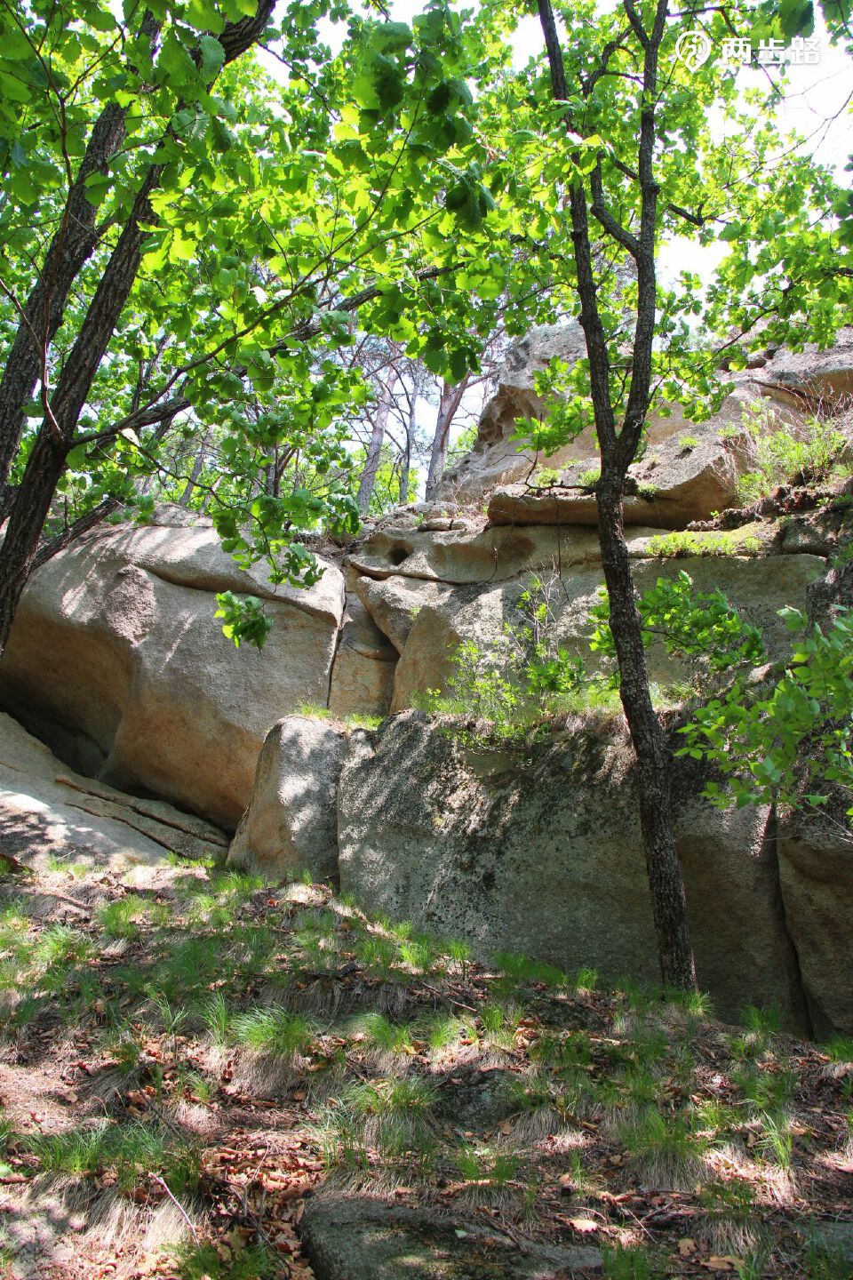 再上麒麟崖,夏赏一撮樱