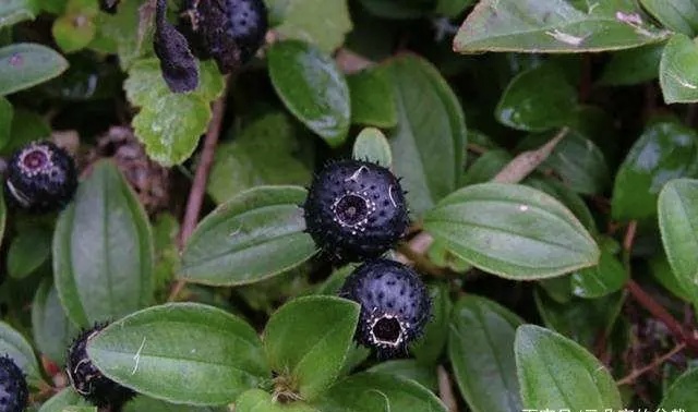 童年的回忆野果子《山茄》