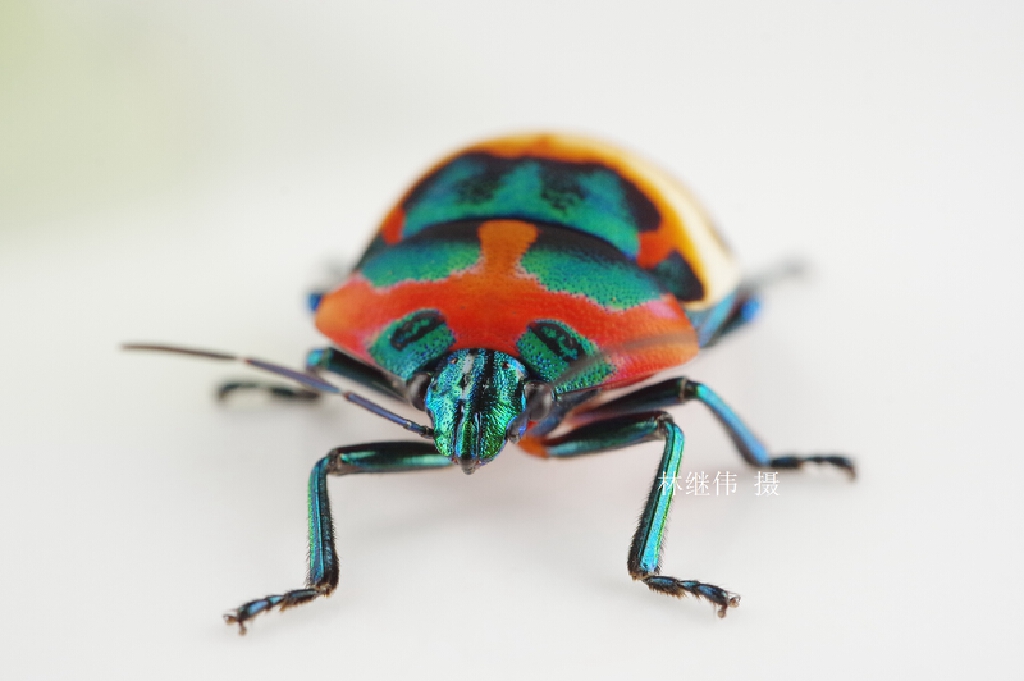 k油茶宽盾蝽 (14).jpg