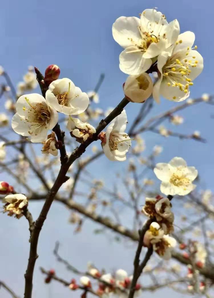 202212马峦山赏梅花