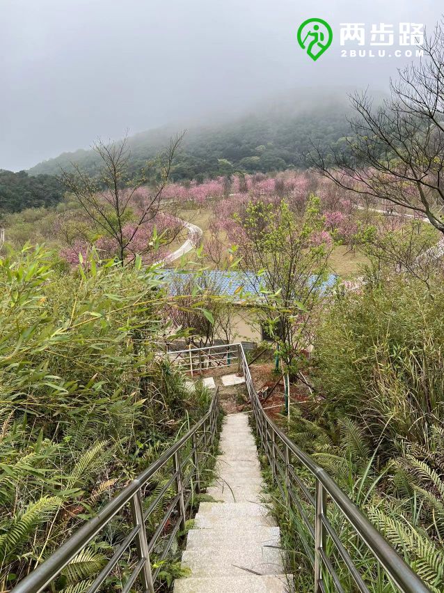 小三洲看樱花梅沙尖观云海