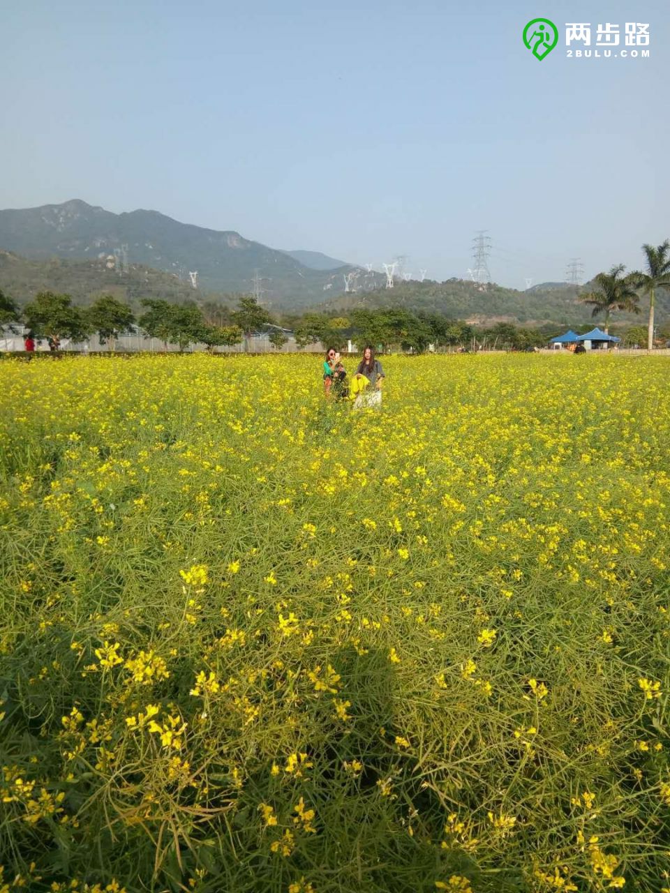 3月10號週六拍美照賞花東山寺排牙後山火鍋腐敗美麗鄉村賞花