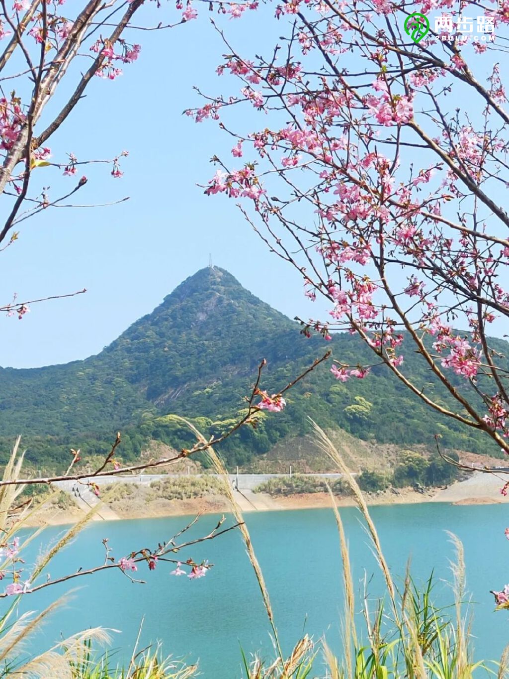 梅沙尖看樱花