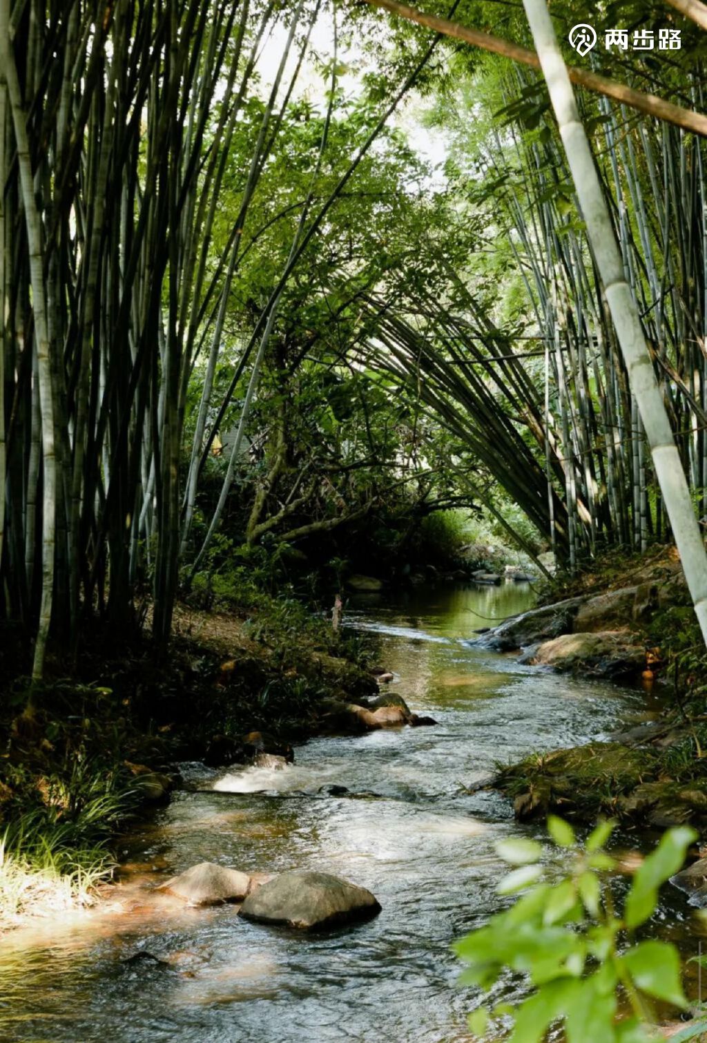 约伴牛黄清洁山野休闲市内醉美竹林溪水线