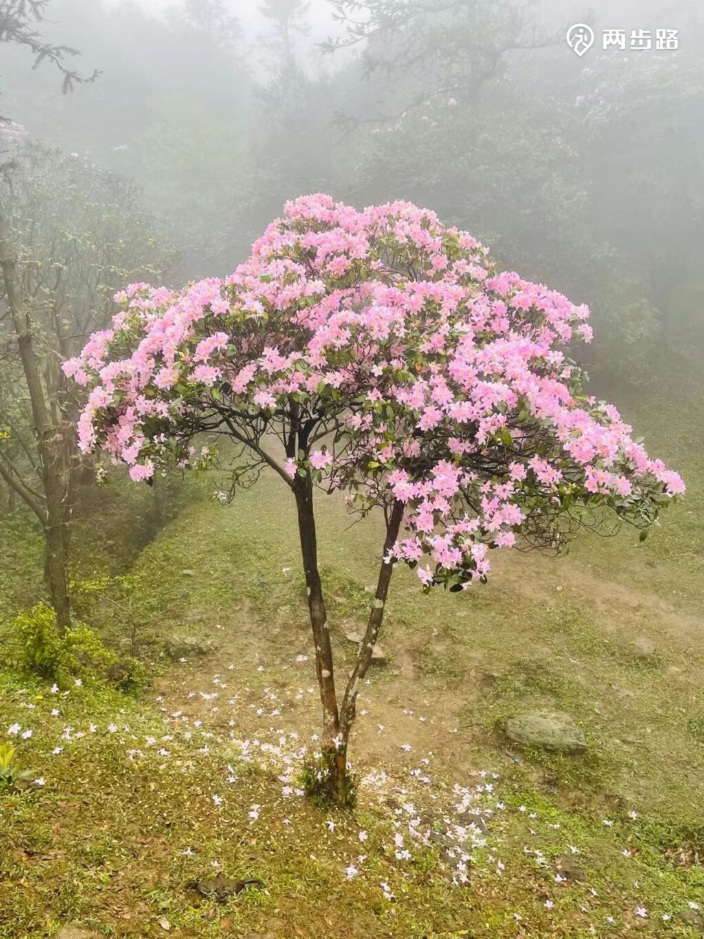 户外活动 | 阳春鸡笼顶大草原赏花看牛 |户外运动|两步路户外旅游约伴