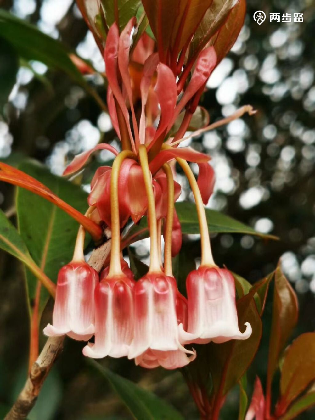 1月23号周日梧桐山看吊钟花