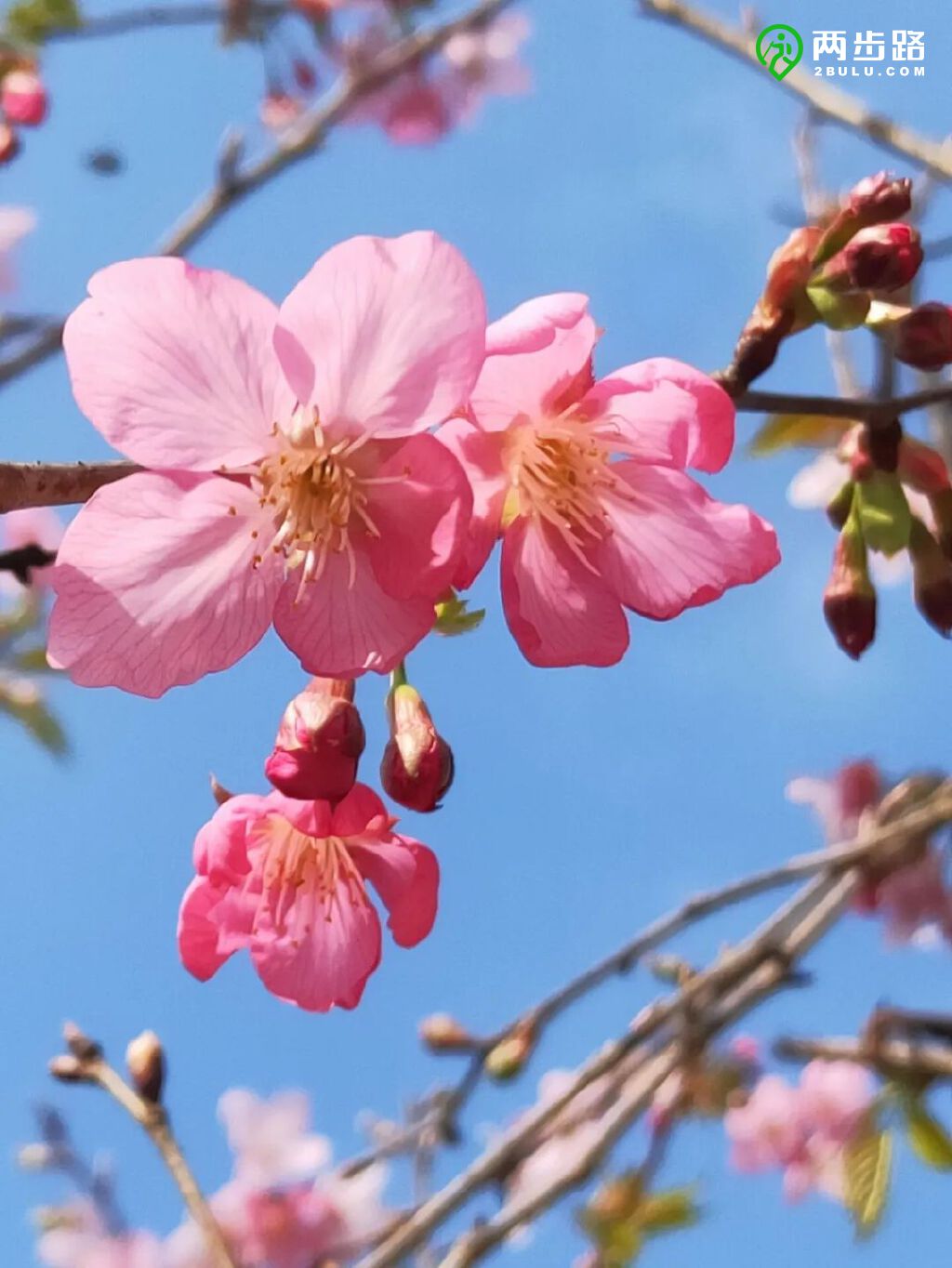 梅沙尖看樱花