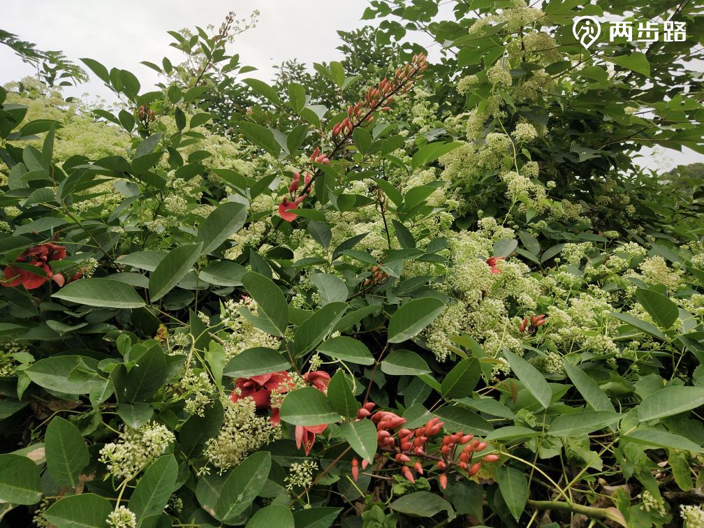 户外活动 | (取消勿报)周日牛木牛环线28km |户外