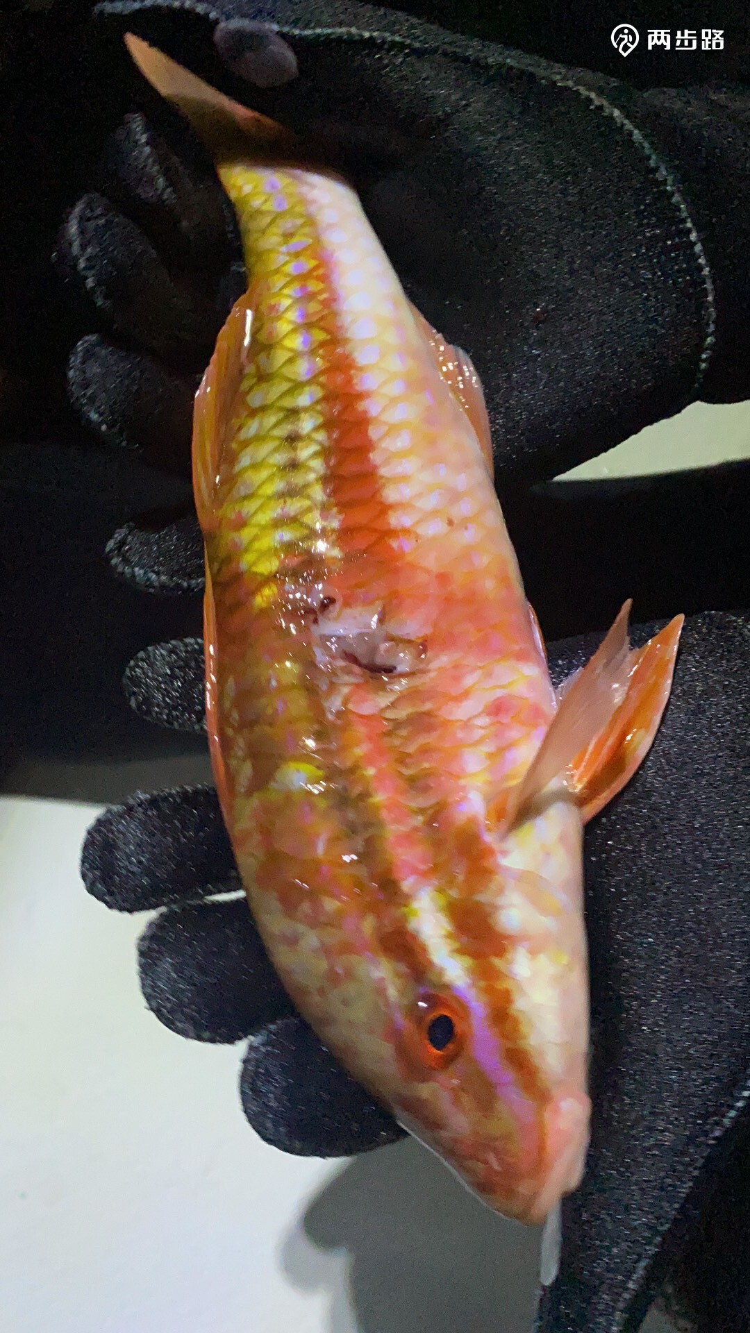 继继继继续上岛搞货拒绝商业纯a