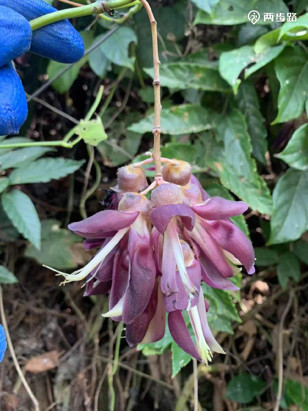 羊台山看牛第五期牛尾巴