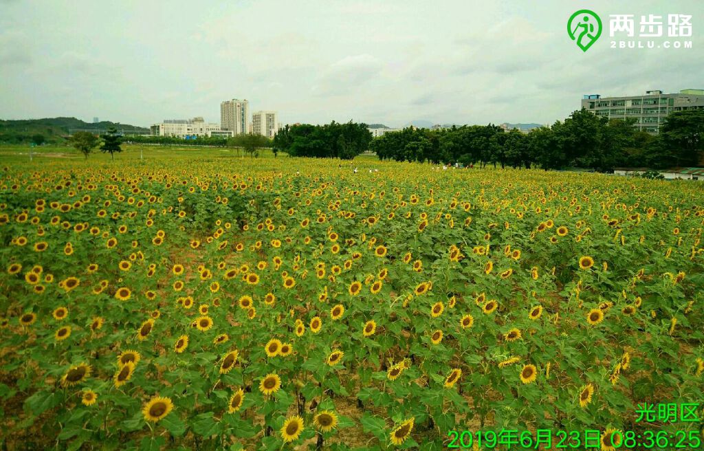 深圳光明向日葵花海攝影